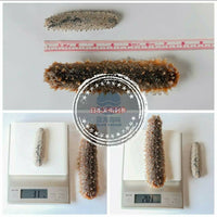 日本野生关南刺参 （大）│ Japanese Kannan Wild Sea Cucumber（L）