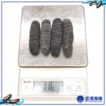 澳洲纹秃参（20-30）│ Australian Sea Cucumber (20-30)