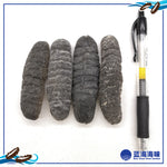 澳洲纹秃参（20-30）│ Australian Sea Cucumber (20-30)