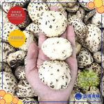 泌阳天白花菇  │Biyang Dried Sky White Flower Dried Mushroom