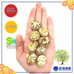 湖北仿木白花菇 │Hubei Dried White Flower Mushroom