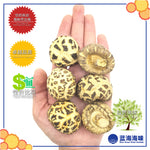 湖北仿木白花菇 │Hubei Dried White Flower Mushroom