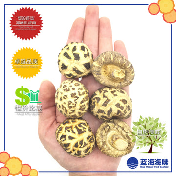 湖北仿木白花菇 │Hubei Dried White Flower Mushroom