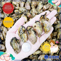 “宝” 日本蚝干（2L）│Japanese Dried Oyster (2L)