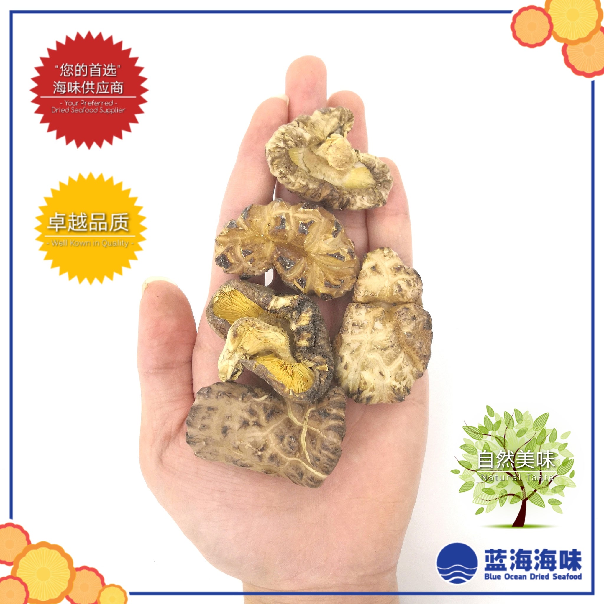 日本椴木茶花菇（特级）│Japanese Tea Flower Mushroom（Premium Grade）