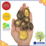 春栽光面菇 │Spring Dried Tea Flower Mushroom