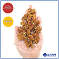 美国碧根果（大）│USA Premium Pecan Nut（Large）