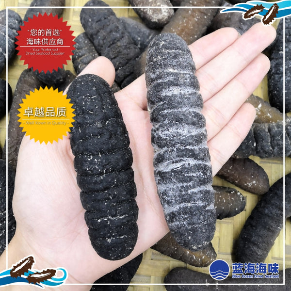 澳洲纹秃参（11-15）│ Australian Sea Cucumber（11-15）