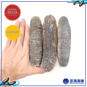 砂巴野生光秃参 │ Sabah Wild Sea Cucumber