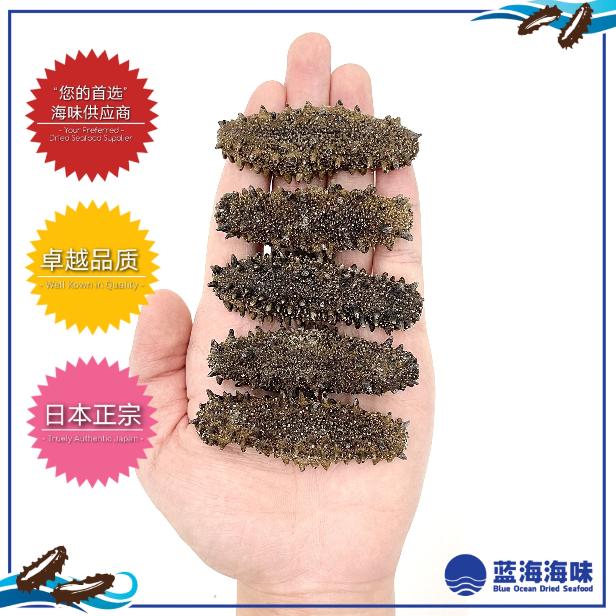 日本野生关东刺参（大）│ Japanese Kanto Wild Sea Cucumber（Large） – 蓝海海味Blue Ocean Dried  Seafood