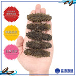 日本野生关东刺参（大）│ Japanese Kanto Wild Sea Cucumber（Large）