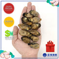 蚝干（L）│ Dried Oyster（L）